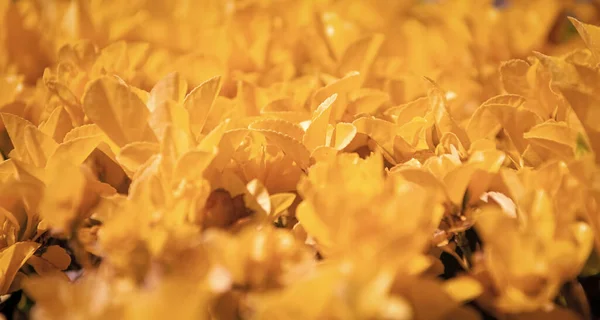 Χρώμα Φθινοπώρου Κίτρινα Φύλλα Υφή Θάμνου Φυσικό Φόντο Φύλλων Φύλλωμα — Φωτογραφία Αρχείου