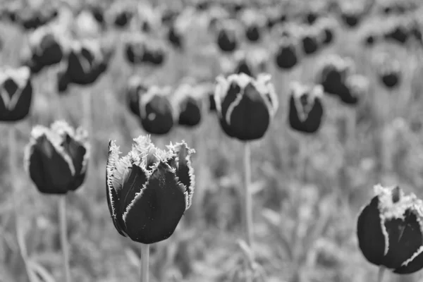 Fleurs Tulipes Hollandaises Fraîches Printemps — Photo