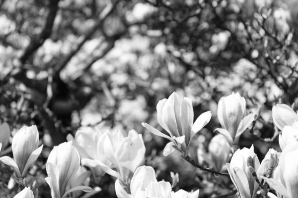 Κοντινό Πλάνο Του Όμορφου Λουλουδιού Μανόλια Άνθος Δέντρων Την Άνοιξη — Φωτογραφία Αρχείου