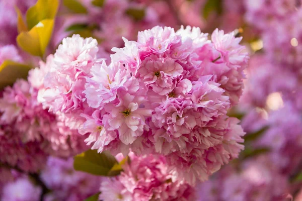 stock image seasonal pink sakura flower on blooming spring tree.