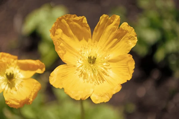 Çiçek Açan Sarı Yapraklı Kır Çiçekleri Doğal Arka Planda — Stok fotoğraf