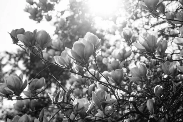 Flores Rosa Árvore Magnólia Florescente Primavera — Fotografia de Stock