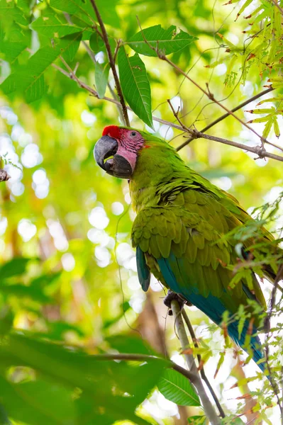 Παπαγάλος Ράμφος Έξω Φωτογραφία Της Ara Macaw Παπαγάλου Στο Ζωολογικό — Φωτογραφία Αρχείου