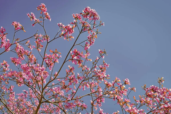Flor Rosa Árvore Sakura Céu Azul Primavera Espaço Cópia — Fotografia de Stock
