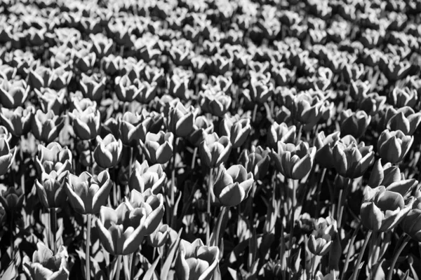 Червоний Тюльпан Квіткового Поля Барвистим Природним Фоном Тюльпанні Поля — стокове фото