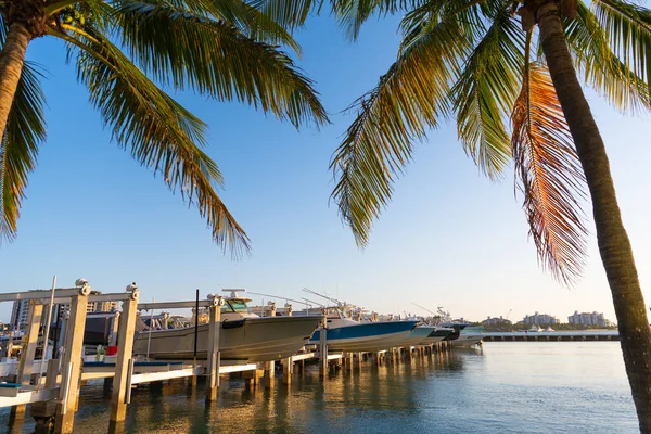 Limanda Palmiye Ağaçları Olan Bir Yat Seyahat Için Lüks Bir — Stok fotoğraf