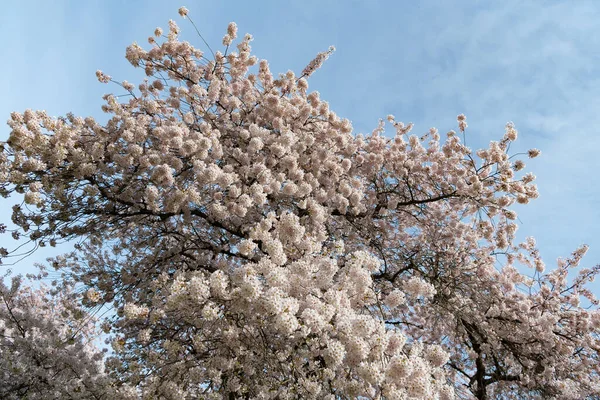 Квітка Сакури Цвіте Навесні Сакура Цвіте Природою Сакура Цвіте Навесні — стокове фото