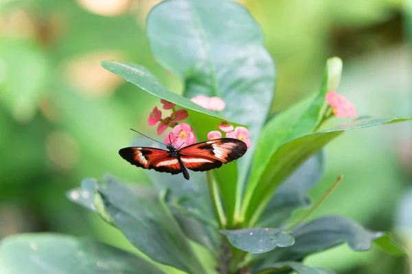Kelebek Böceği Yakın Plan Uçan Kelebek Makro Fotoğrafçılığı Kanatlı Kelebek — Stok fotoğraf