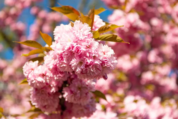 Primavera Sakura Florescendo Ramo Foco Seletivo Foto Flor Primavera Sakura — Fotografia de Stock