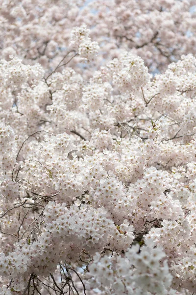 Sakura Ανθίσει Φόντο Της Φύσης Άνθος Σακούρα Την Άνοιξη Φωτογραφία — Φωτογραφία Αρχείου