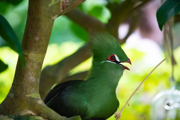 Tropische Exotische Tauraco Vogel Met Groene Veer Exotische Tauraco Vogel — Stockfoto