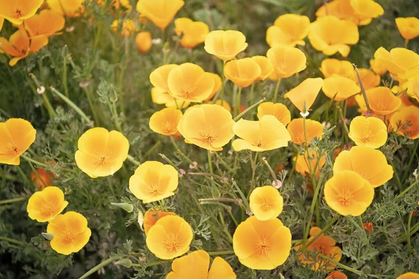 Κίτρινο Λουλούδι Eschscholzia Ανοιξιάτικα Λουλούδια Φυσικό Φόντο — Φωτογραφία Αρχείου