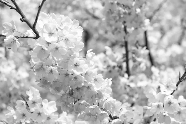 Fleur Sakura Printemps Macro Belle Nature — Photo