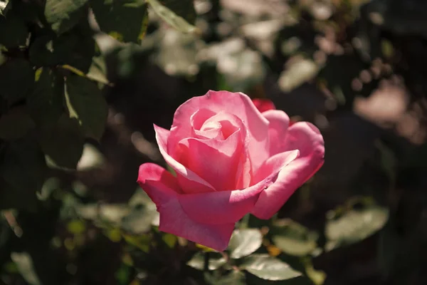 Mooie Roze Roos Bloem Met Bloemblaadjes Rosarium — Stockfoto