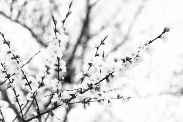 Flores Cerejeira Florescendo Galhos Árvore Primavera Fundo Borrado Natural Flor — Fotografia de Stock