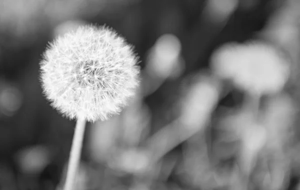 Doğal Arka Planda Karahindiba Çiçeği Makro Doğa Güzelliği Seçici Odaklanma — Stok fotoğraf