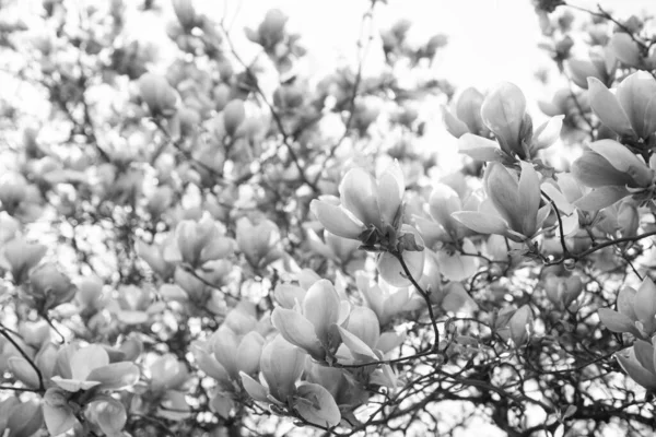 Tavasszal Virágzó Magnólia Rózsaszín Virágai Természet — Stock Fotó