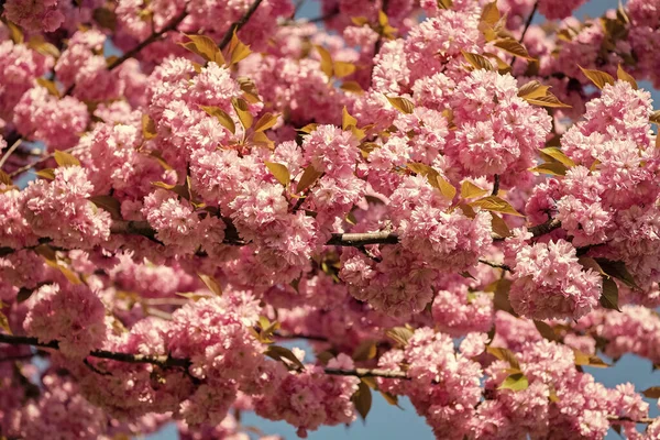 꽃봉오리 나무에 분홍색 사쿠라 — 스톡 사진