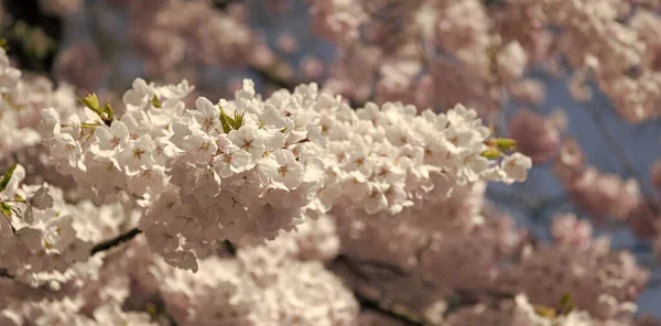 Closeup Του Sakura Τρυφερό Λουλούδι Στο Κλαδί Του Δέντρου Επιλεκτική — Φωτογραφία Αρχείου