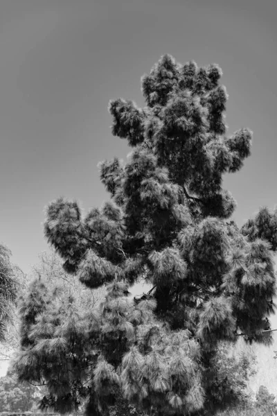 Evergreen Conifer Tree Pinetree Pine Needles Sunny Blue Sky — Stock Photo, Image