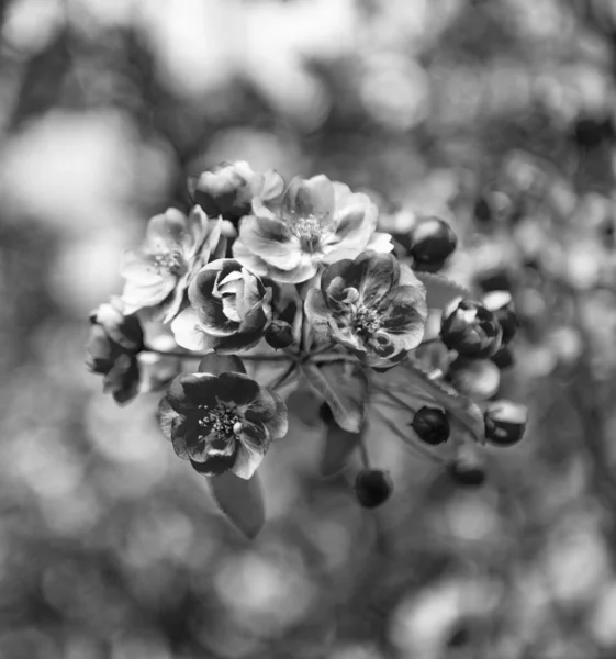 Różowy Kwiat Sakury Kwitnącym Wiosennym Drzewie Ukierunkowanie Selektywne — Zdjęcie stockowe