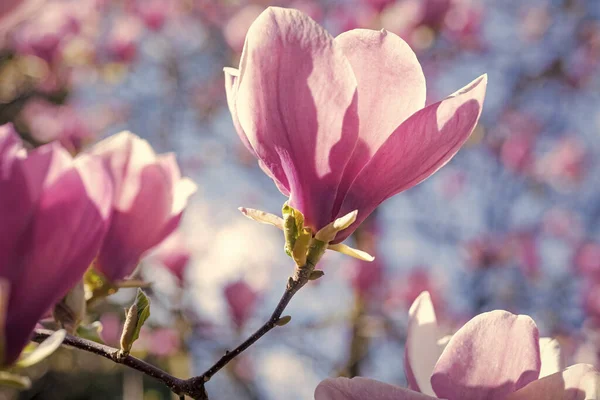 Ροζ Λουλούδια Της Άνθισης Magnolia Για Την Άνοιξη — Φωτογραφία Αρχείου