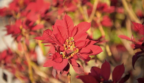 Κόκκινο Poinsettia Epiorbia Pulcherrima Ανθοφόρο Φυτό — Φωτογραφία Αρχείου