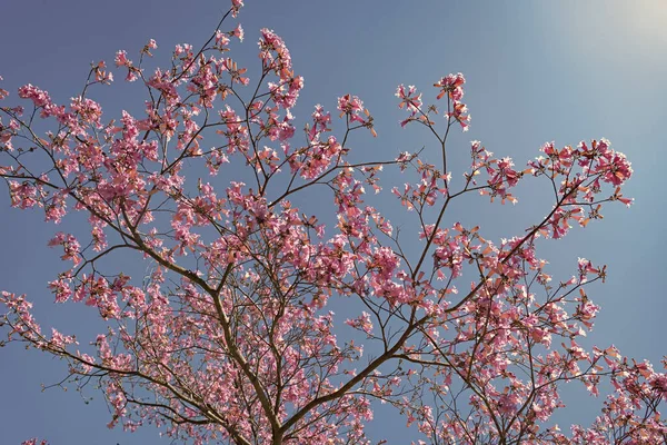 Ροζ Ανθισμένο Δέντρο Σακούρα Στον Ηλιόλουστο Γαλάζιο Ουρανό Την Άνοιξη — Φωτογραφία Αρχείου