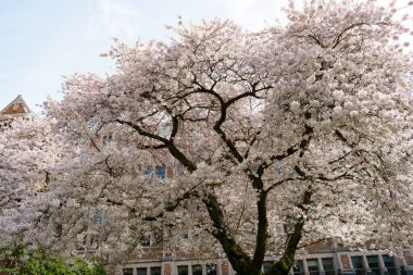 Sakura ağacı çiçek açan doğa arka planda inşa ile birlikte.