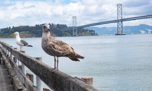 Seagulls Sea Gulls Birds Parapet Bridge Copy Space — Stock Photo, Image