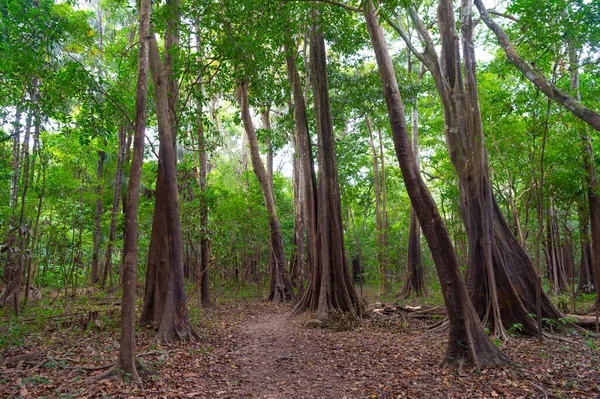 Floresta Floresta Natureza Beleza Paisagem Natureza Floresta Selva Com Árvores — Fotografia de Stock