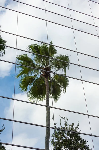 stock image glassy building architecture with palm reflection. photo of glassy building architecture. glassy building architecture. glassy building architecture.