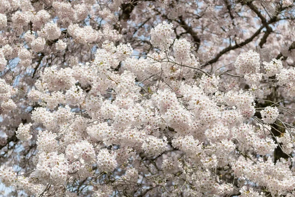 Άνθος Σακούρα Την Άνοιξη Φωτογραφία Από Ανθισμένο Δέντρο Sakura Άνθος — Φωτογραφία Αρχείου