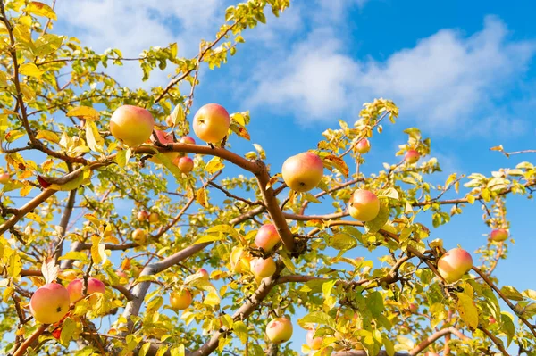 Ώριμη Συγκομιδή Οπωρώνων Μήλων Φθινόπωρο Συγκομιδή Οπωρώνων Μήλου Φωτογραφία Της — Φωτογραφία Αρχείου
