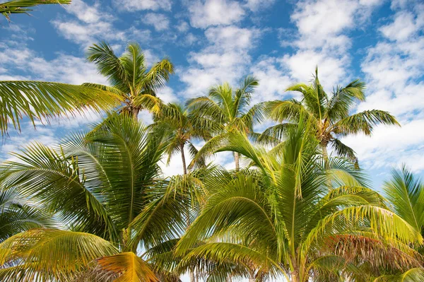 Grön Tropisk Palm Sommar Natur Tropisk Palm Sommarsemester Foto Tropisk — Stockfoto