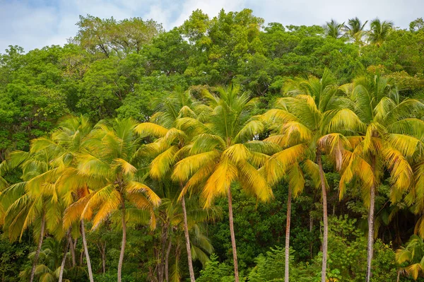 热带雨林植被 热带雨林植被自然 热带雨林植被的绿色森林 热带热带雨林植被景观照片 — 图库照片