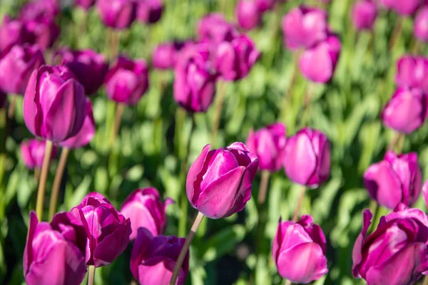 Foyer Sélectif Fleur Tulipe Dans Nature Printanière Fleur Tulipe Dans — Photo