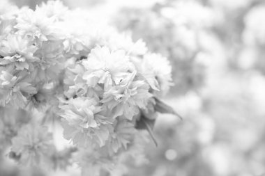 Baharda çiçek açan Japon kirazının pembe çiçekleri..