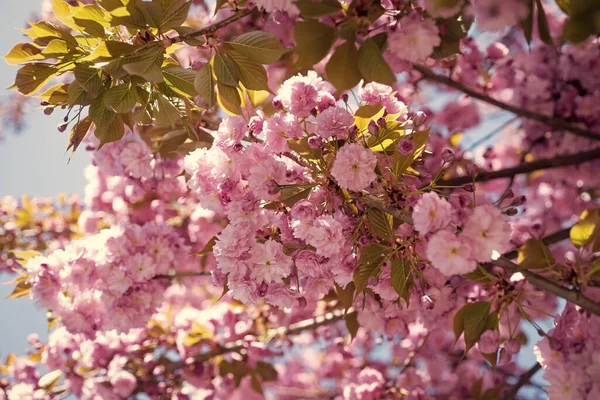 Όμορφα Ροζ Λουλούδια Του Ανθισμένου Δέντρου Sakura Την Άνοιξη — Φωτογραφία Αρχείου