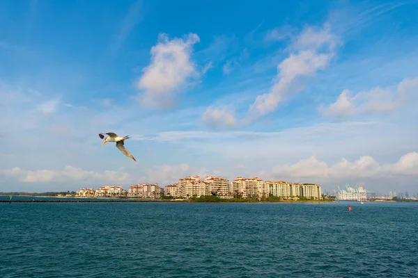 Seagull Downtown Cityscape Buildings Downtown Cityscape Architecture Seaside Downtown Cityscape — Stock Photo, Image