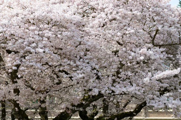 White Sakura Tree Flower Blooming Nature Background Spring — Stockfoto