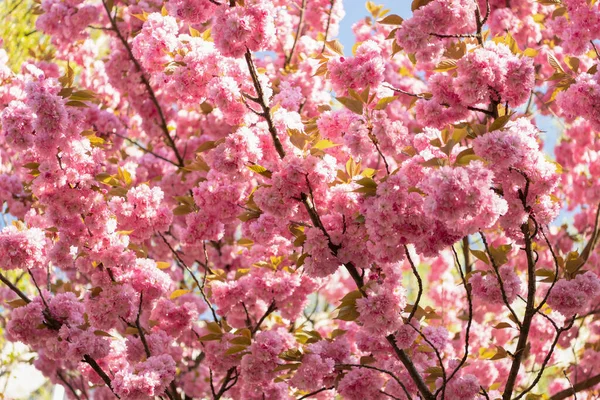 Зображення Квітки Сакури Весняна Квітка Сакури Весняна Квітка Сакури Квітка — стокове фото