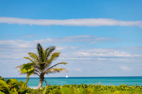 Horizon Summer Vacation Palm Tree Copy Space — Foto de Stock