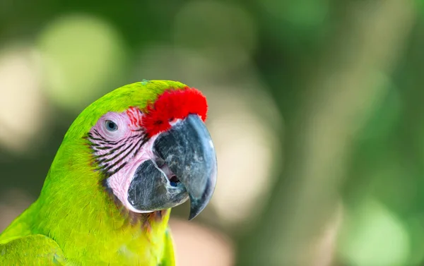 阿拉鹦鹉鸟 复制空间 Ara Macaw Parrot Outdor Ara Macaw鹦鹉在外面 图为动物园里的金刚鹦鹉 — 图库照片
