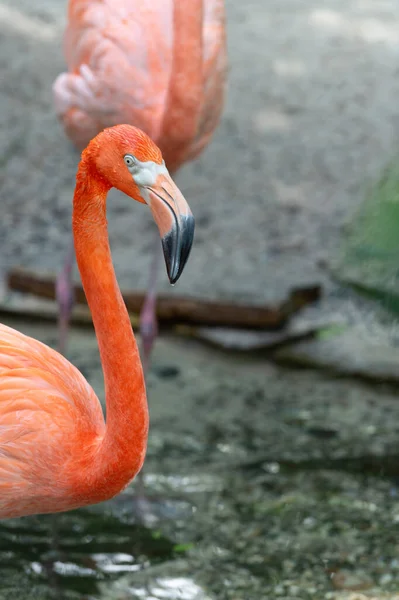 Flamingo Fågel Med Rosa Fjäder Kopiera Utrymme Exotiska Flamingo Fågel — Stockfoto
