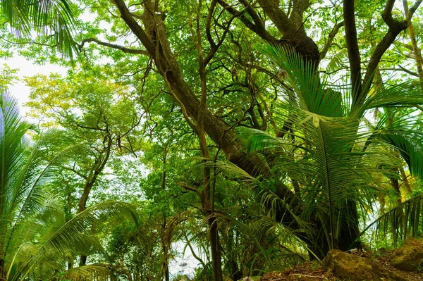 Tropikal Orman Doğasının Parlak Yeşil Ormanı Tropikal Orman Doğa Manzarasının — Stok fotoğraf