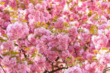 Çiçek açan bahar ağacında pembe sakura çiçeği. Paskalya sakurası.