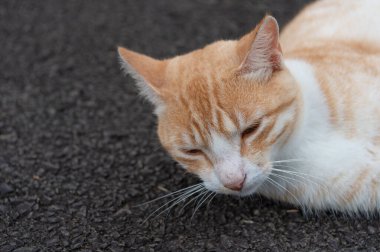 Dışarıdaki evcil hayvan, uzay afişini kopyala. Evcil kedi fotoğrafı. Evcil hayvan gösterisi, dışarıda rahatla. Sokaktaki evcil kedi..