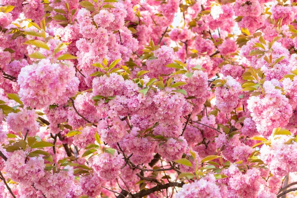Рожева Квітка Сакури Квітучій Весняній Ялинці Великдень Сакура — стокове фото