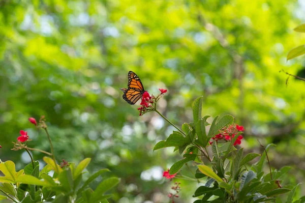 Mariposa Naturaleza Con Fondo Borroso Mariposa Insecto Primer Plano Mariposa — Foto de Stock